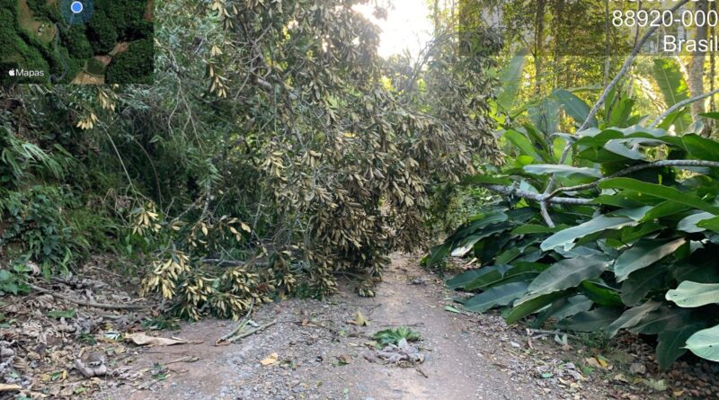 Árvore caiu sobre a estrada geral, mas logo foi desobstruída